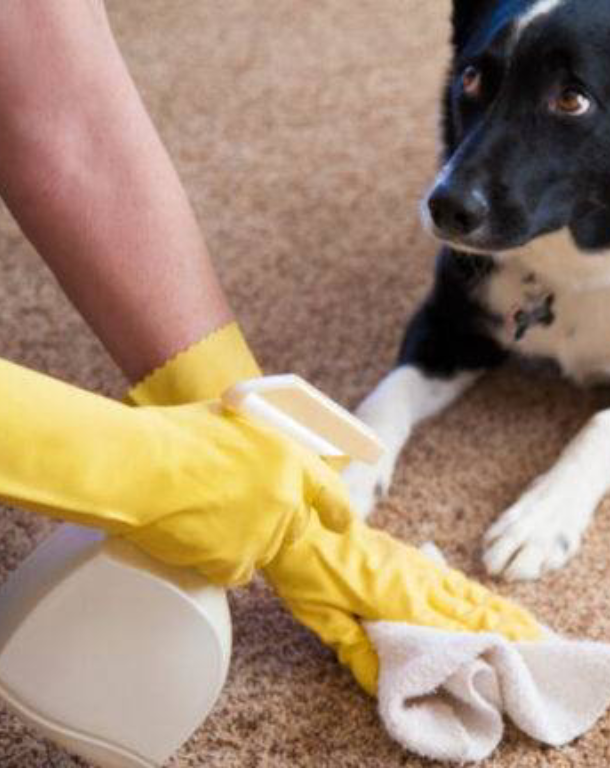 Pet Stain Removal