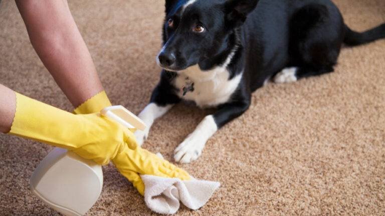 Pet Stain Removal denver