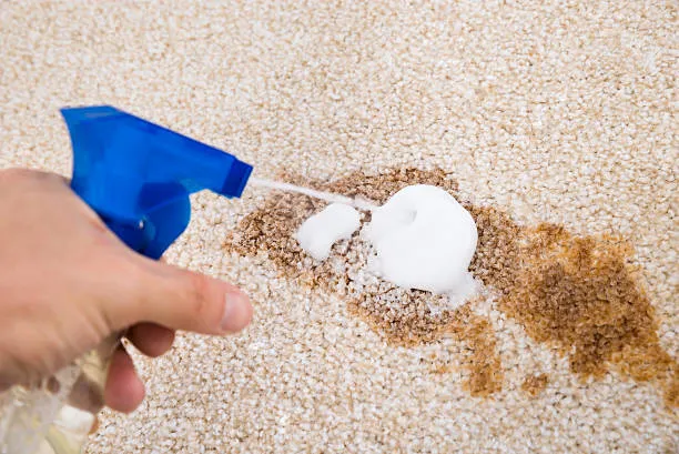 Pet Stain Removal Services