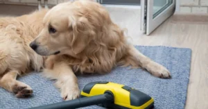 Carpet Cleaner For Pet Stains