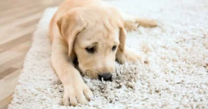 carpet cleaner for pets