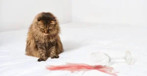 pet odor and stain remover