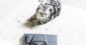 carpet cleaner for pets