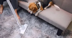 Carpet Cleaning