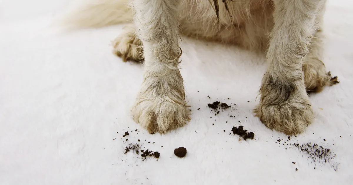 pet odor and stain remover