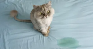 pee stain remover from mattress​