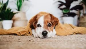 clean pet vomit from carpet