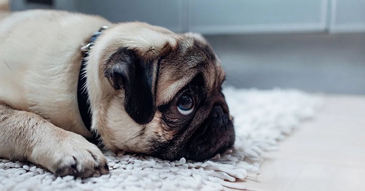 Pet Urine Odor Removal