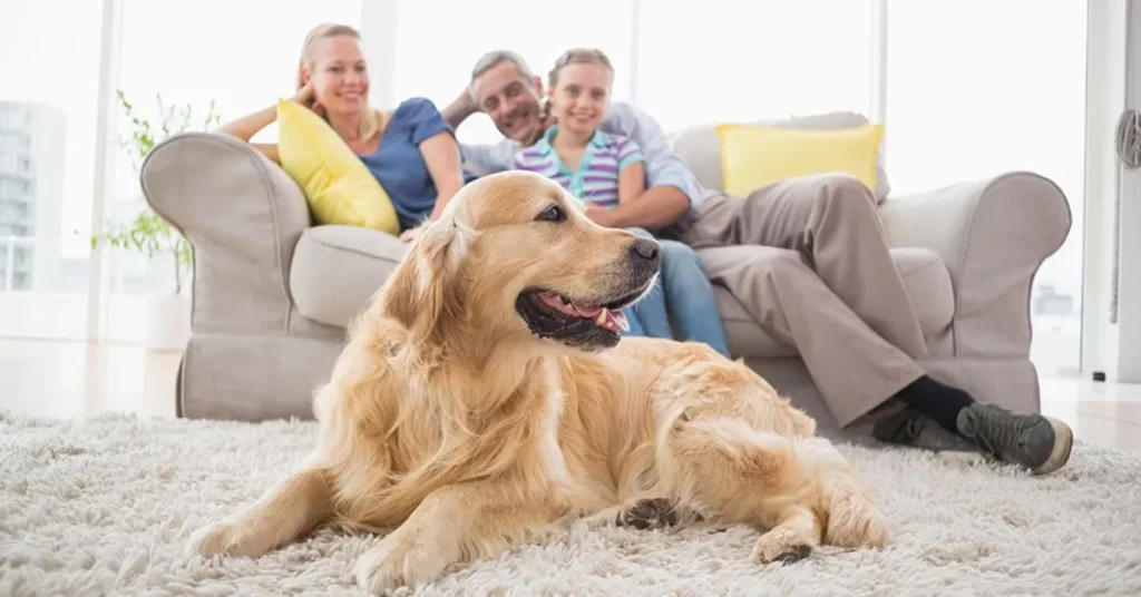 Pet Odor and Stain Removal Westminster