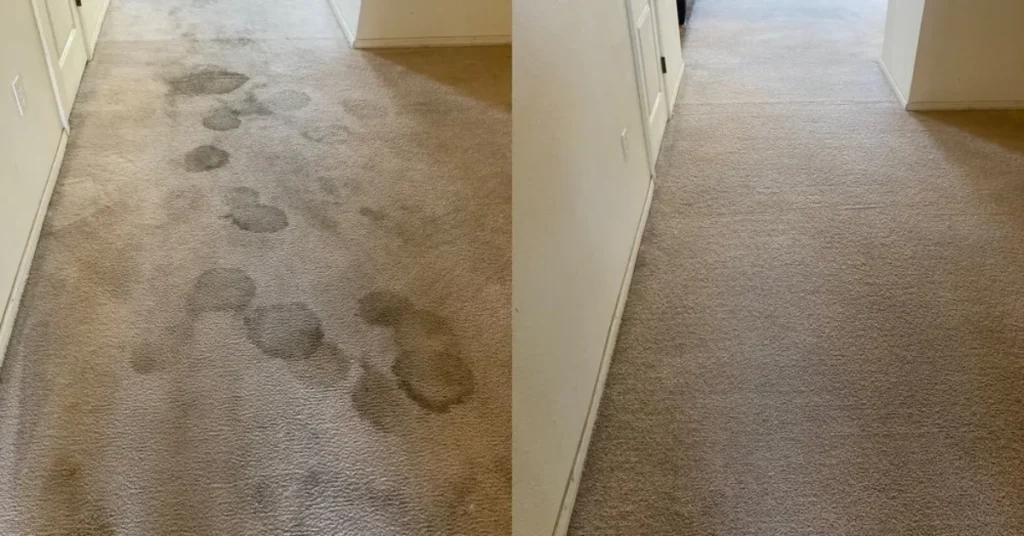 Pet Odor and Stain Removal Littleton