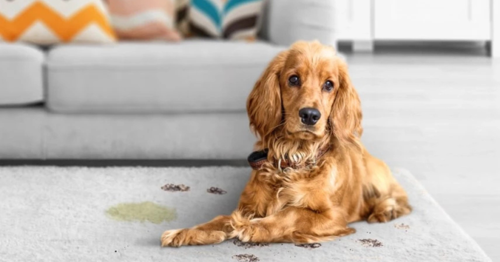Pet Odor and Stain Removal Lakewood