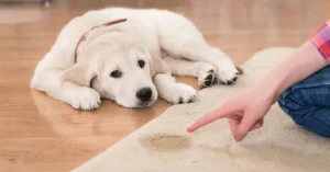 pet stains on carpet