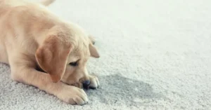 hidden pet urine stains