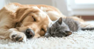 Prep Your Carpets Before Adopting a Pet
