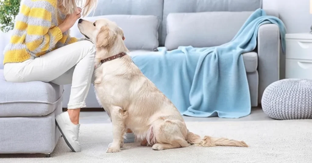 Pet Stain Removal Highlands Ranch CO