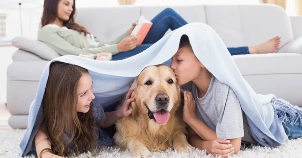 Pet Stain Removal in Lafayette CO