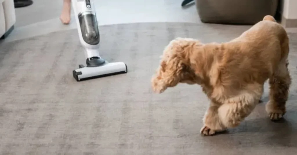 Pet Stain Removal Evergreen CO