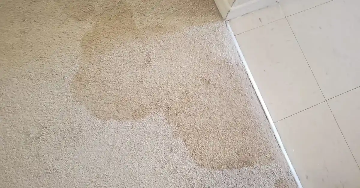 water stains on carpet removal